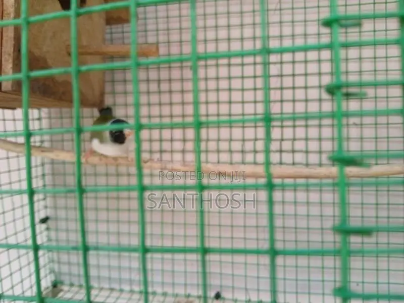 Female Gouldian