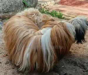 Shihtzu Puppies