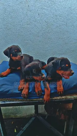 Rottweiler Puppies