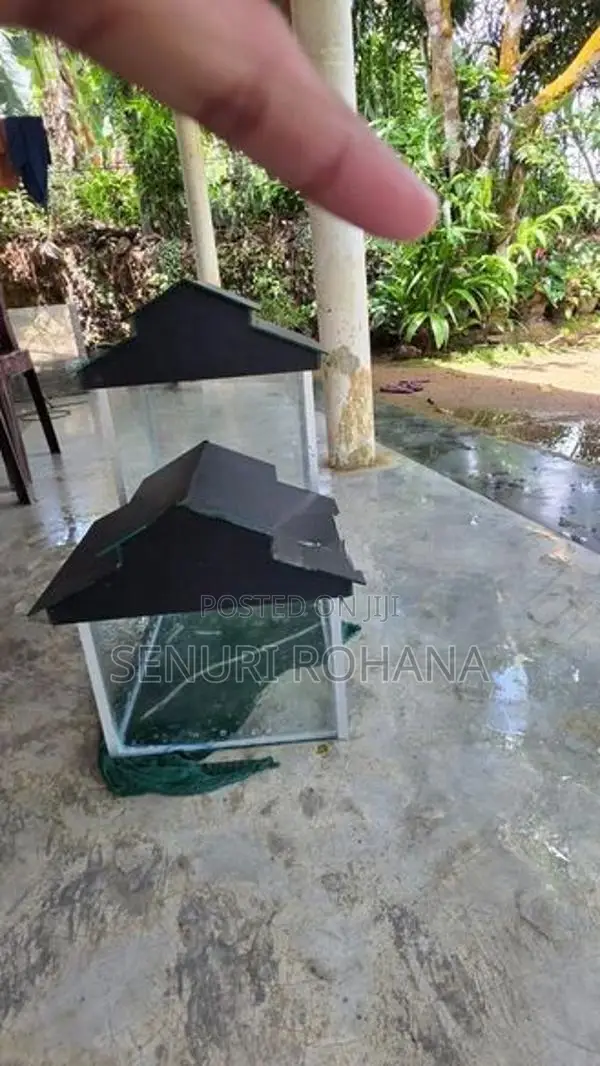 Fish Tank