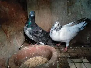 pigeon
