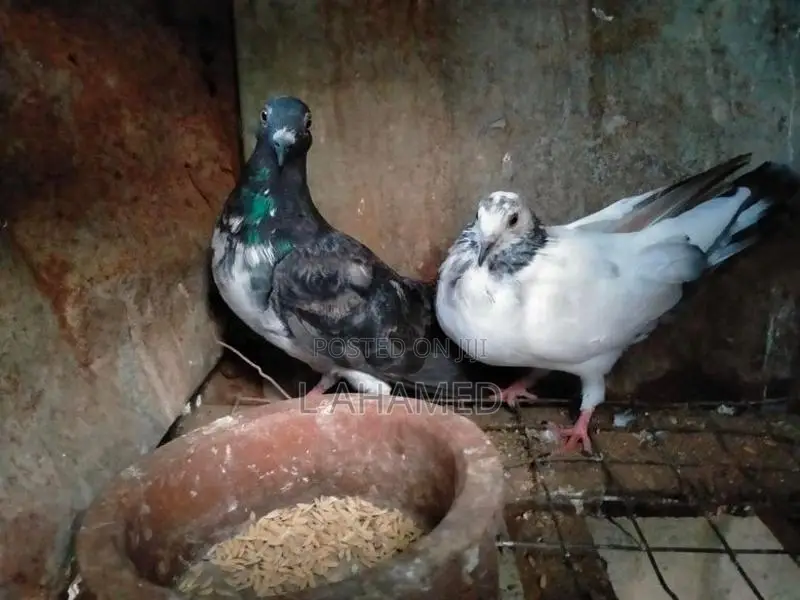 pigeon