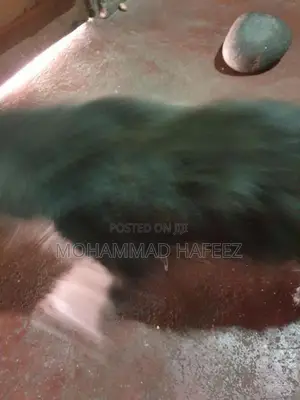 Persian Cat