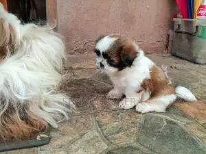 Shih Tzu Female Puppy