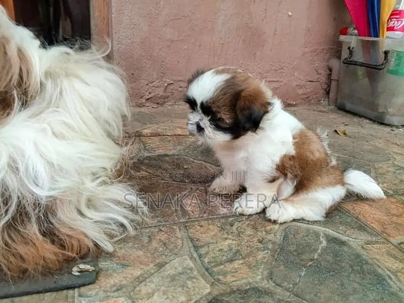 Shih Tzu Female Puppy