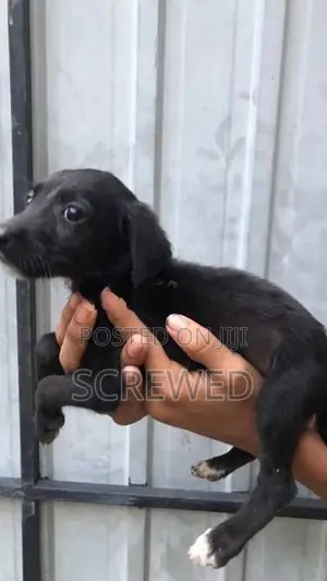Labrador Mix Puppies