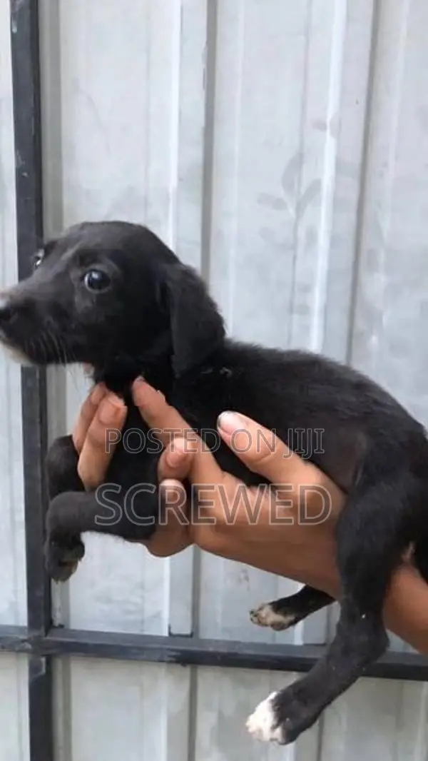 Labrador Mix Puppies