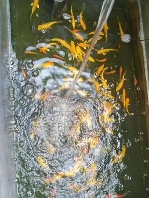 Koi Fish