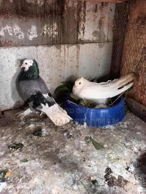Pigeons