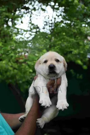 Labrador Puppies