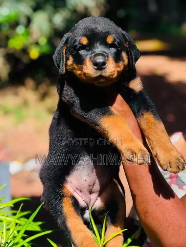 Purebred Rottweiler Puppies