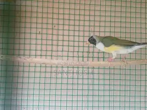 Female Gouldian