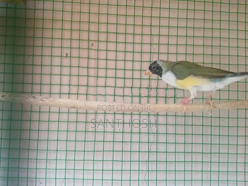 Female Gouldian