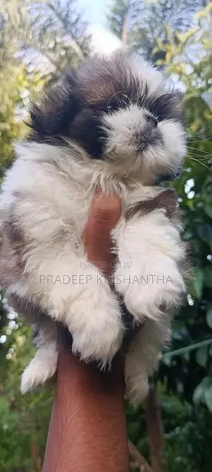 Shihtzu Puppies