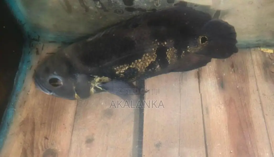 Black Tiger Oscar Fish with Aquarium Items