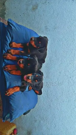 Rottweiler Puppies