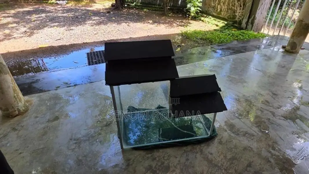 Fish Tank