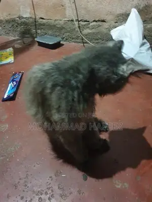 Persian Cat