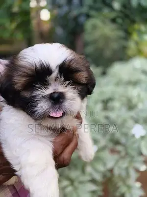 Shih Tzu Female Puppy