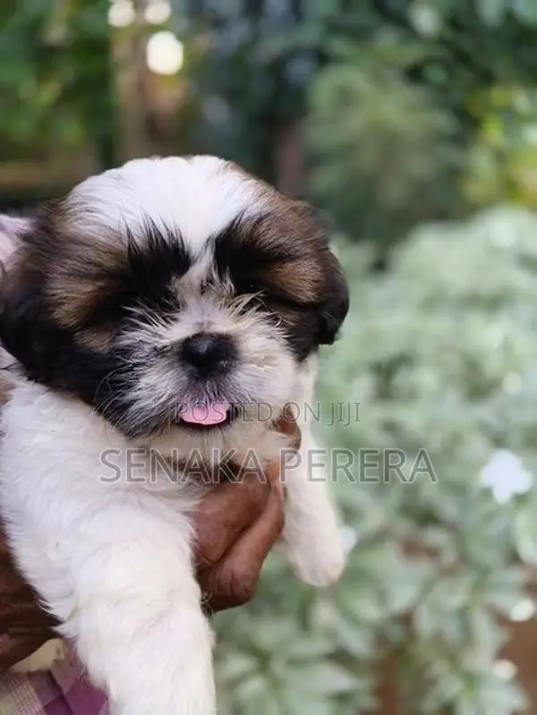 Shih Tzu Female Puppy