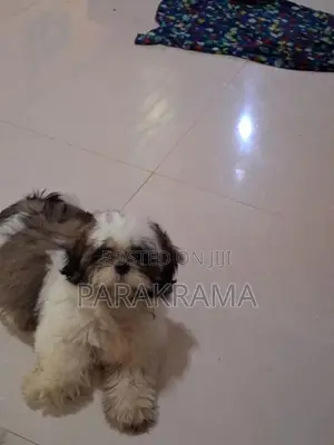 Shitzu Dog