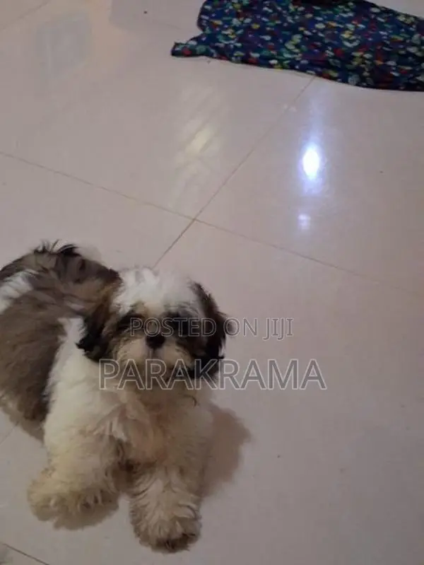 Shitzu Dog