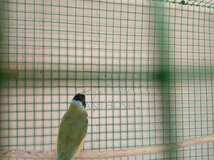 Female Gouldian