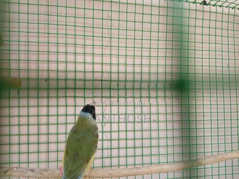 Female Gouldian