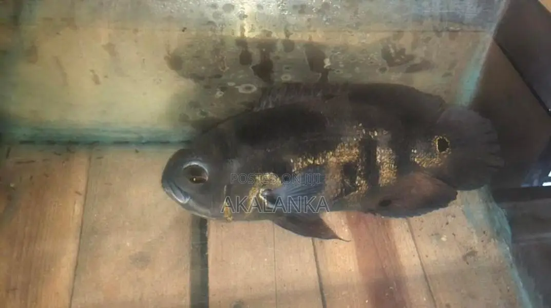 Black Tiger Oscar Fish with Aquarium Items