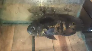 Black Tiger Oscar Fish with Aquarium Items