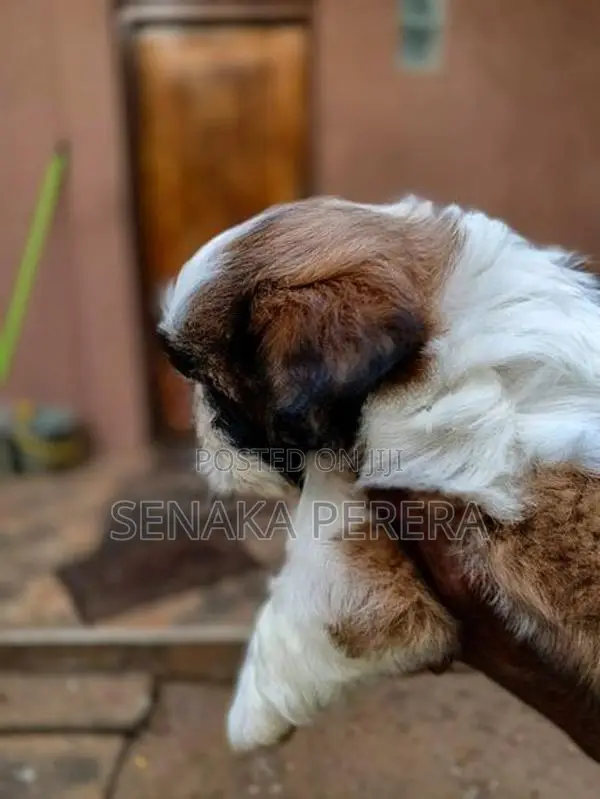 Shih Tzu Female Puppy