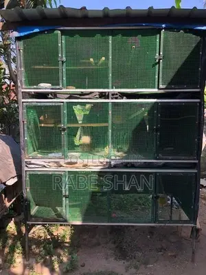 Birds Cage