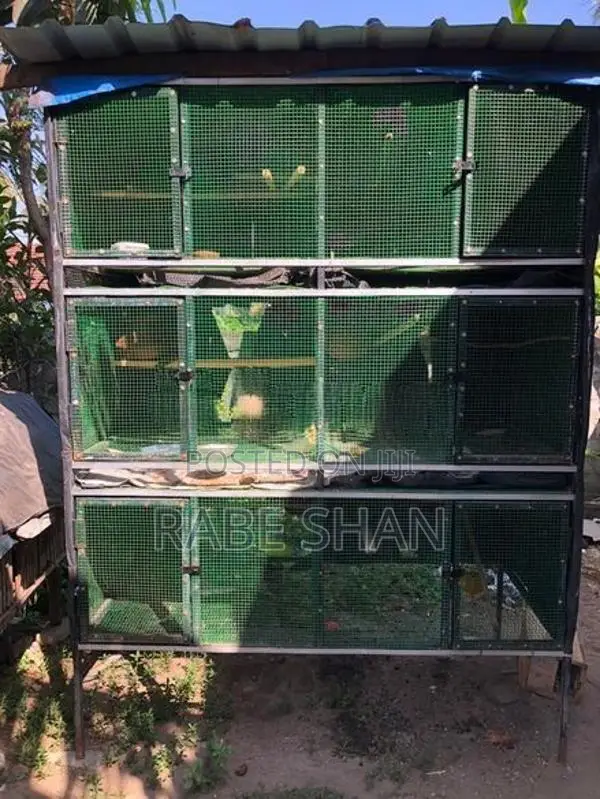 Birds Cage