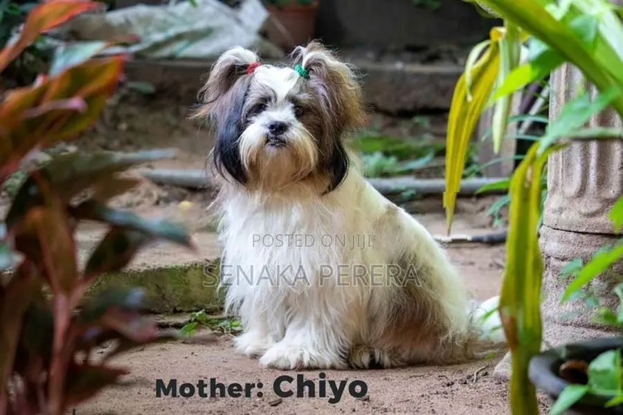 Shih Tzu Female Puppy