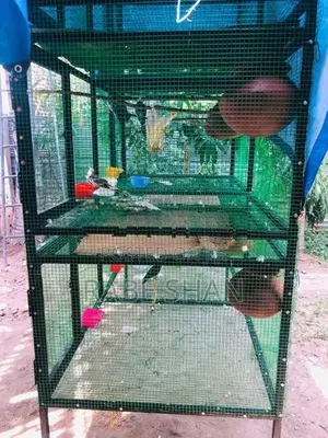 Birds Cage