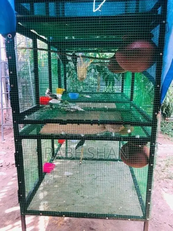 Birds Cage