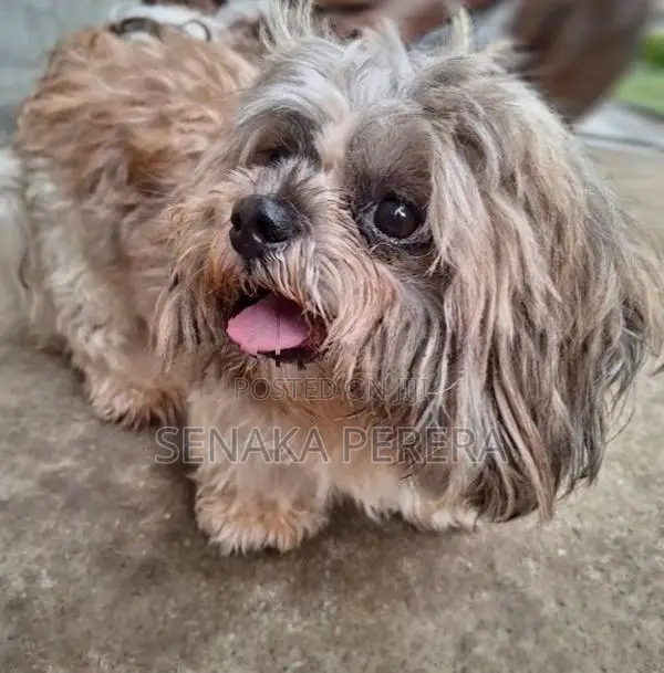 Shih Tzu Female Puppy