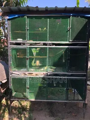 Birds Cage