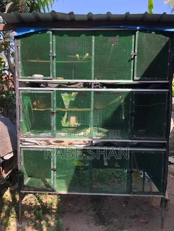 Birds Cage