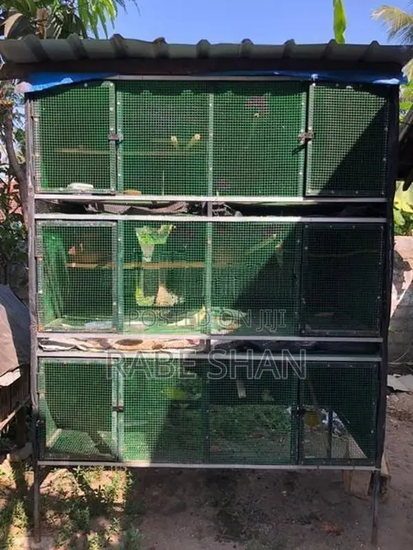 Birds Cage