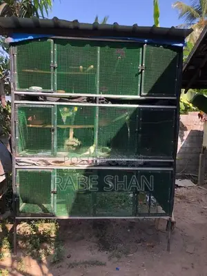 Birds Cage