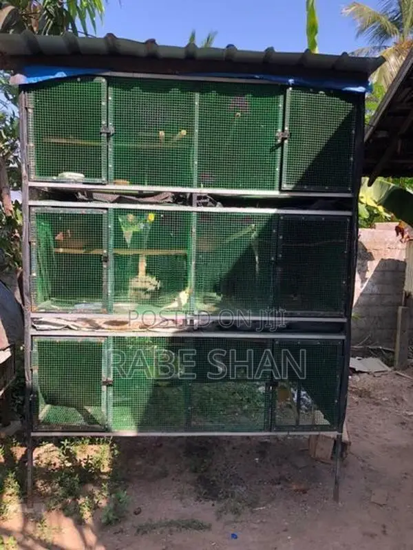Birds Cage