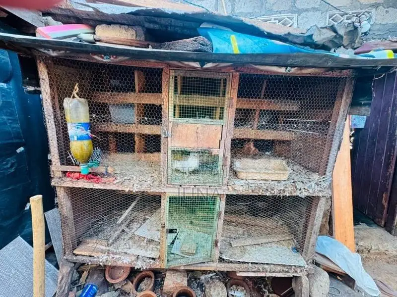 Pigeons cage