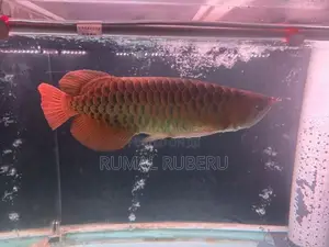 Super Red Arowana