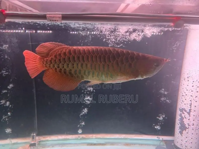 Super Red Arowana