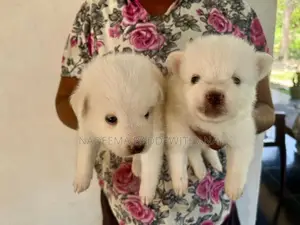 Pomeranian