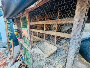 Pigeons cage