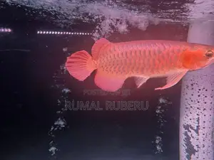 Super Red Arowana