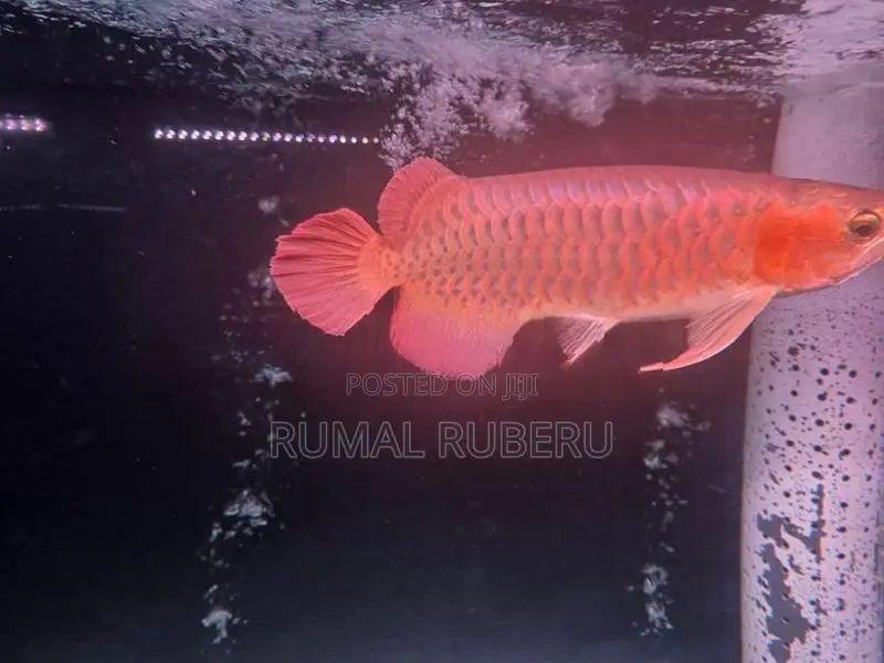 Super Red Arowana