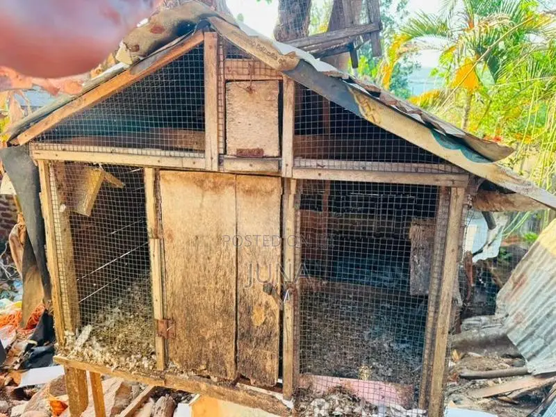 Pigeons cage